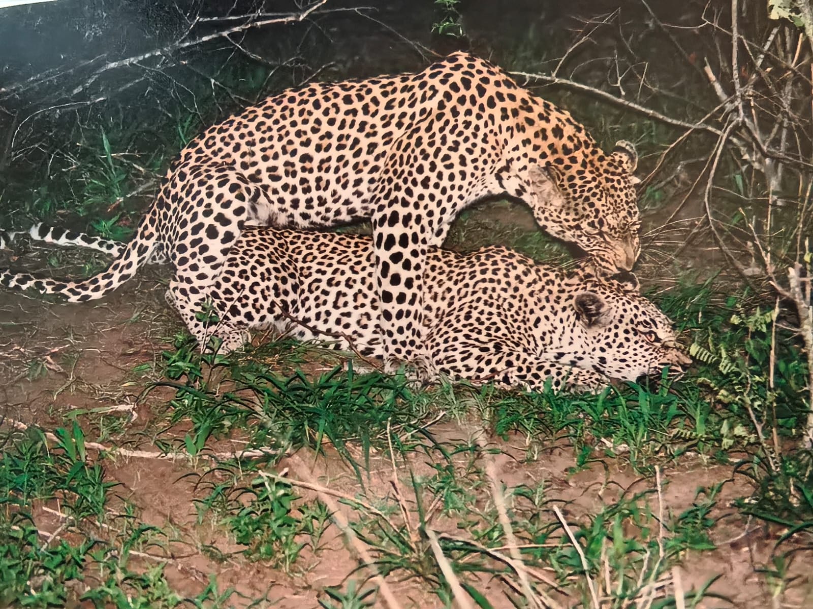 Two leopards resting together in the shade of the bush.
