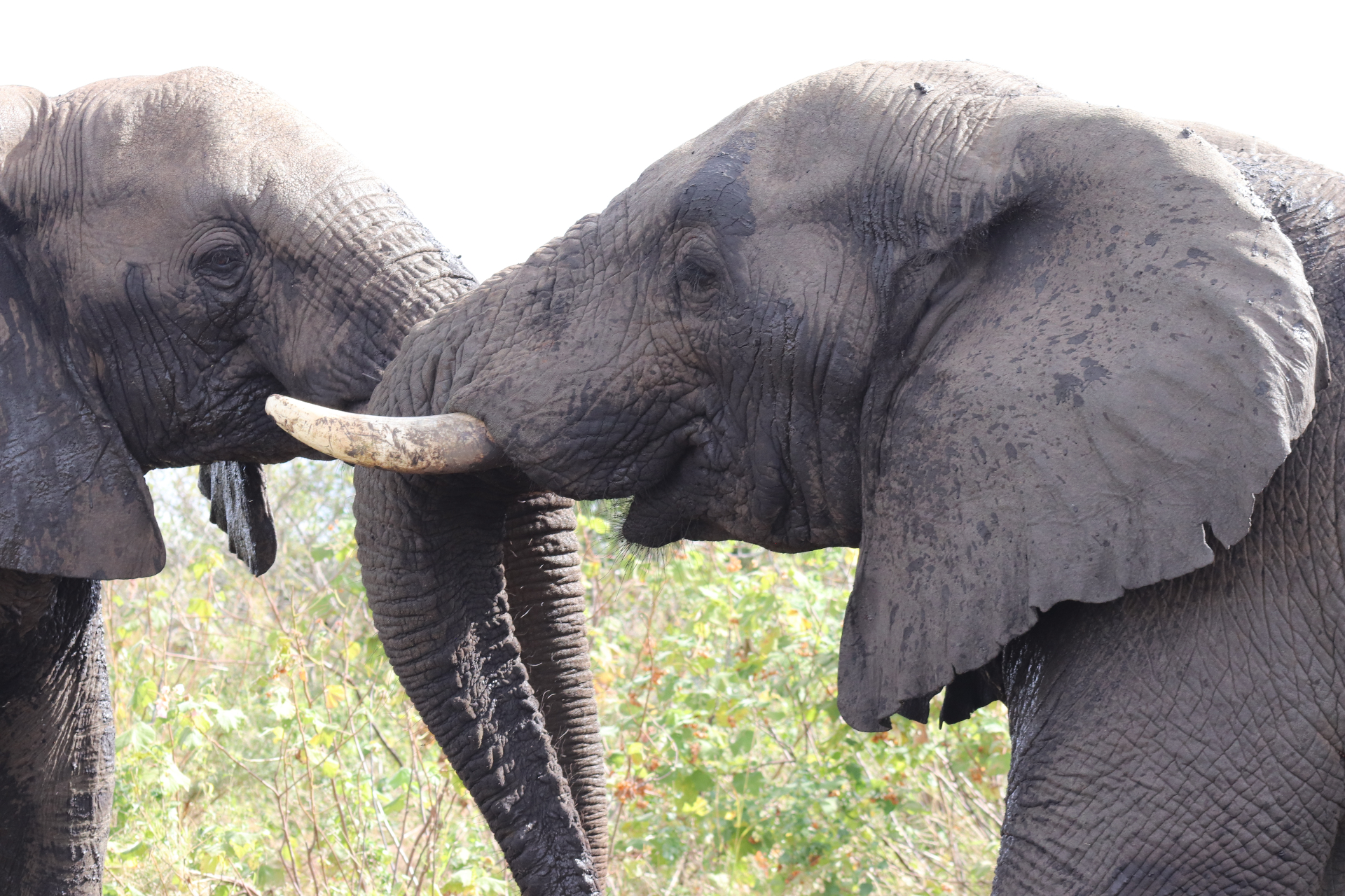 Two elephants touching as they pass.