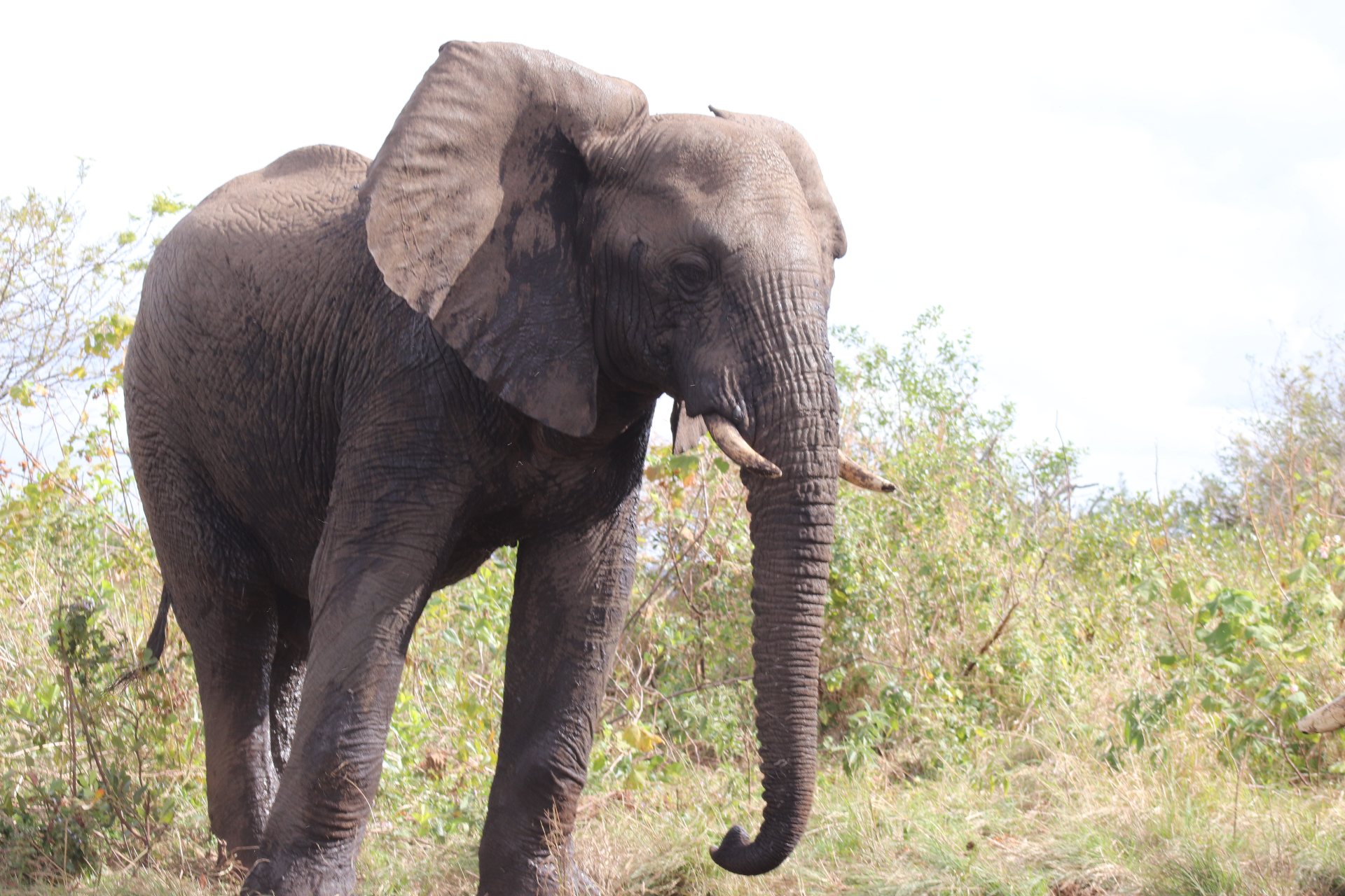 Single elephant standing in open bushveld.