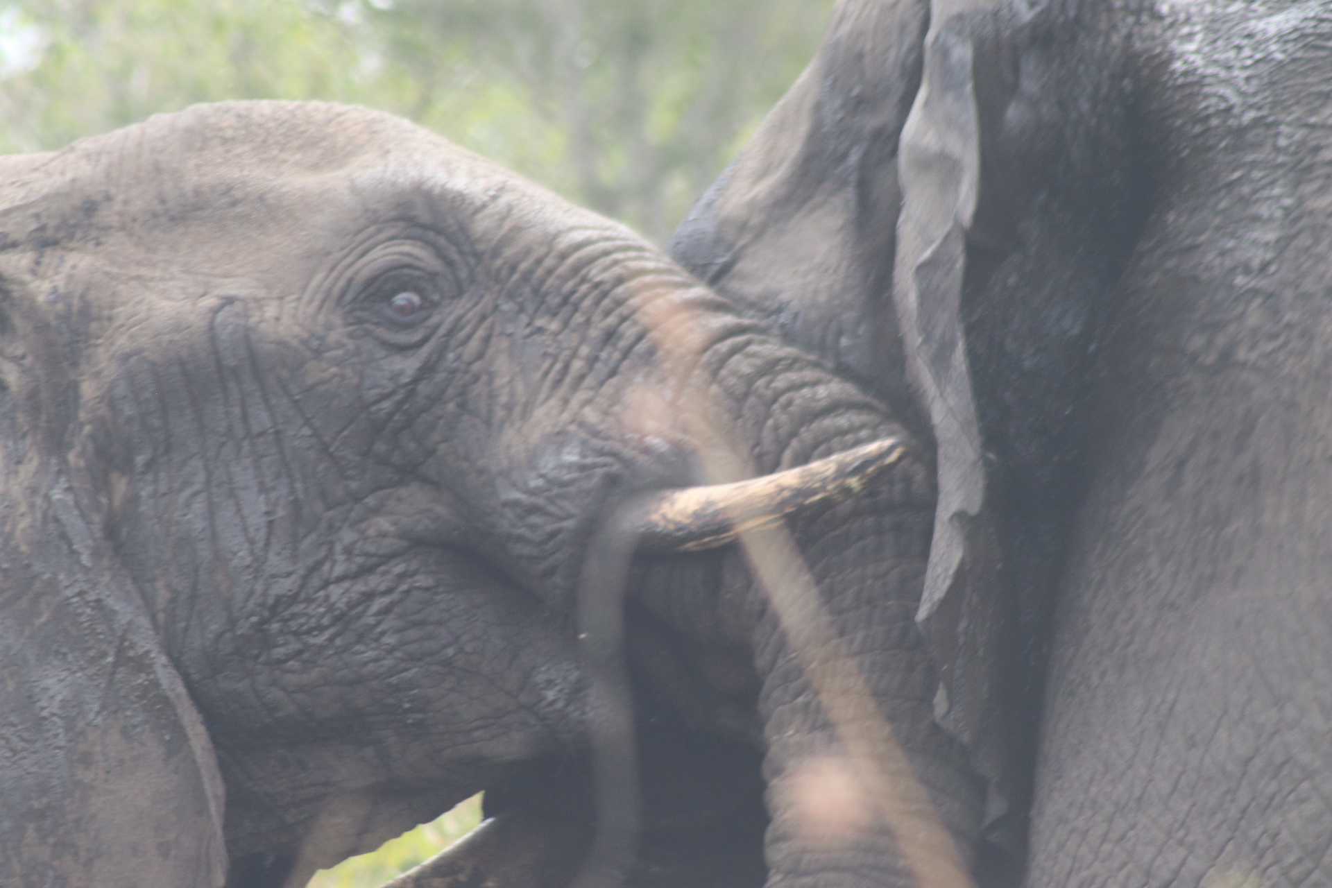 Young elephant moving beside the herd.