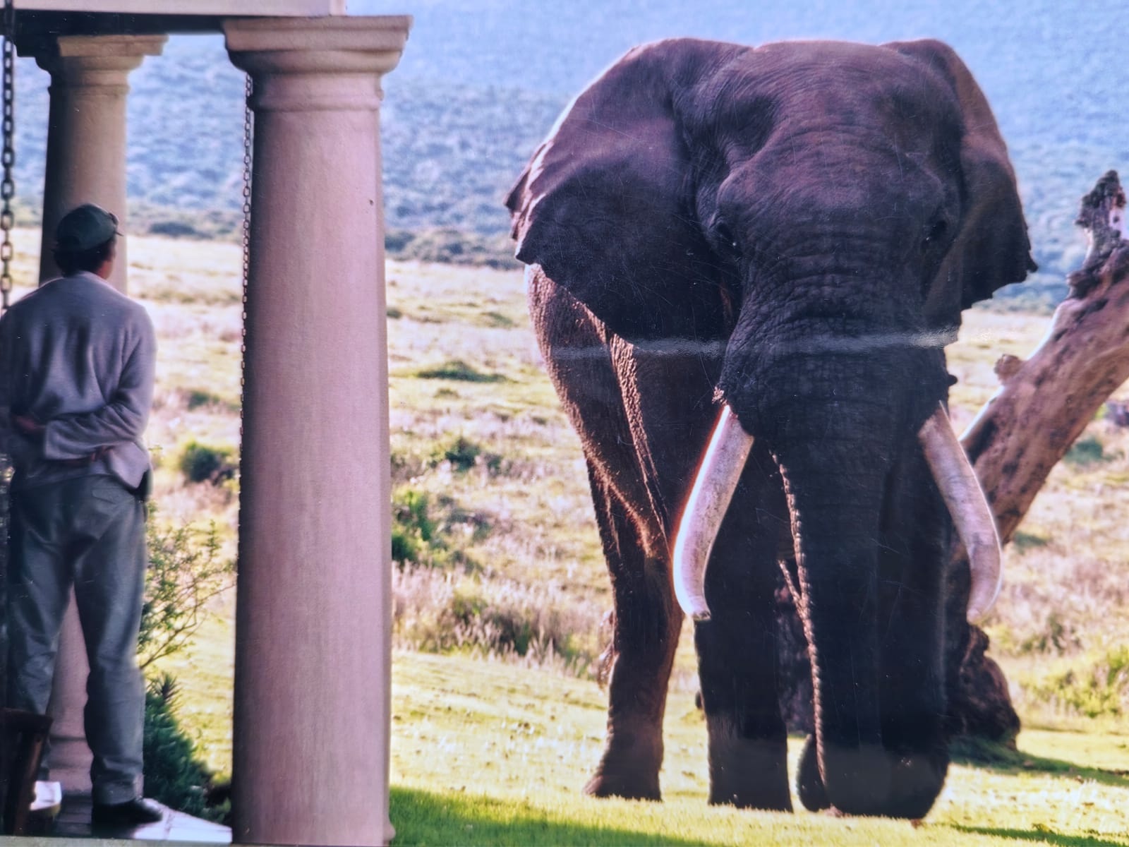 Large tusker elephant approaching a lodge veranda.