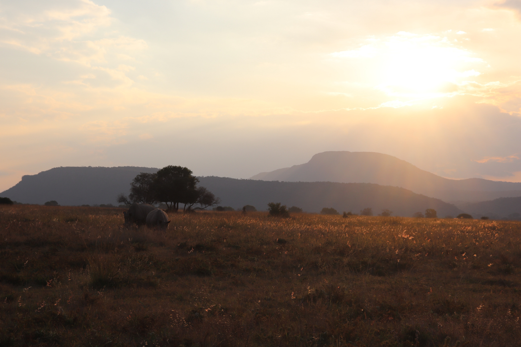 Zebra photographed on safari in open country.