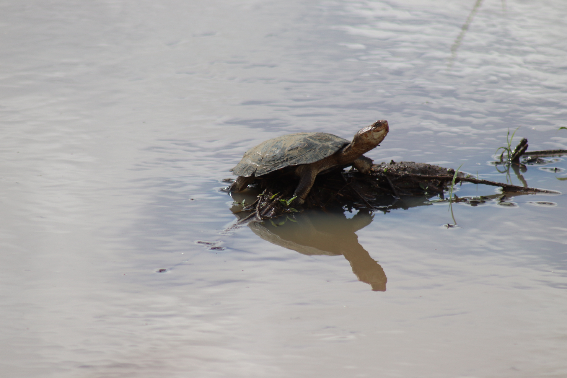Turtle perched on a log in shallow water.