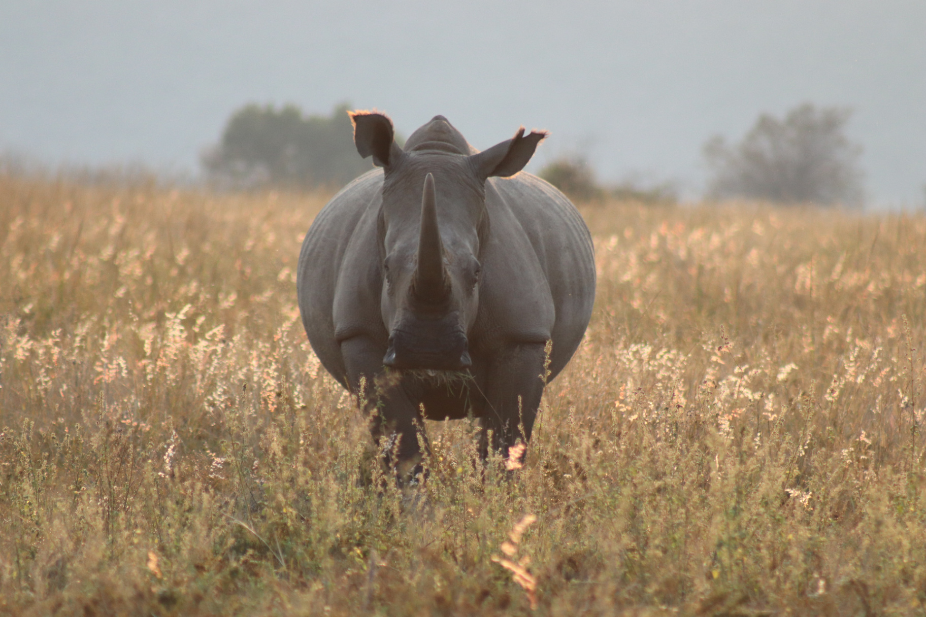 Elephants grazing through open bush country.