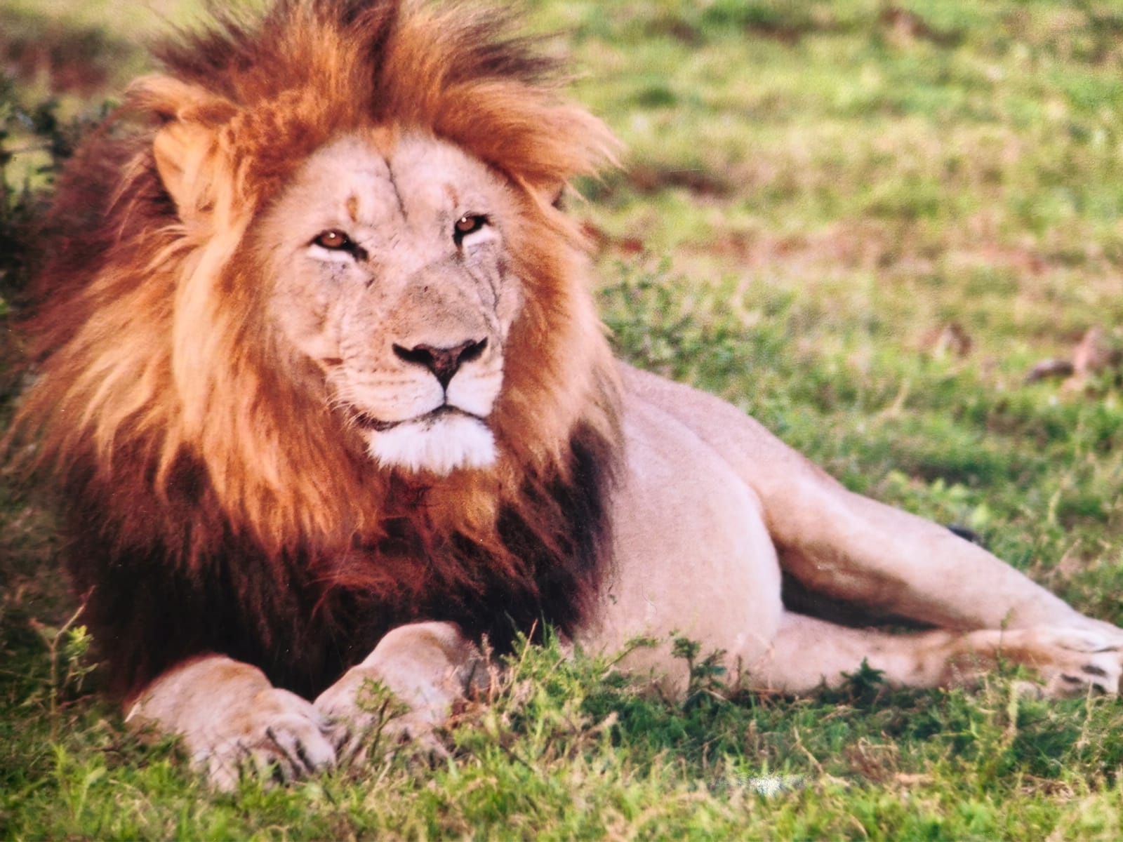 Male lion with full mane resting in the grass.