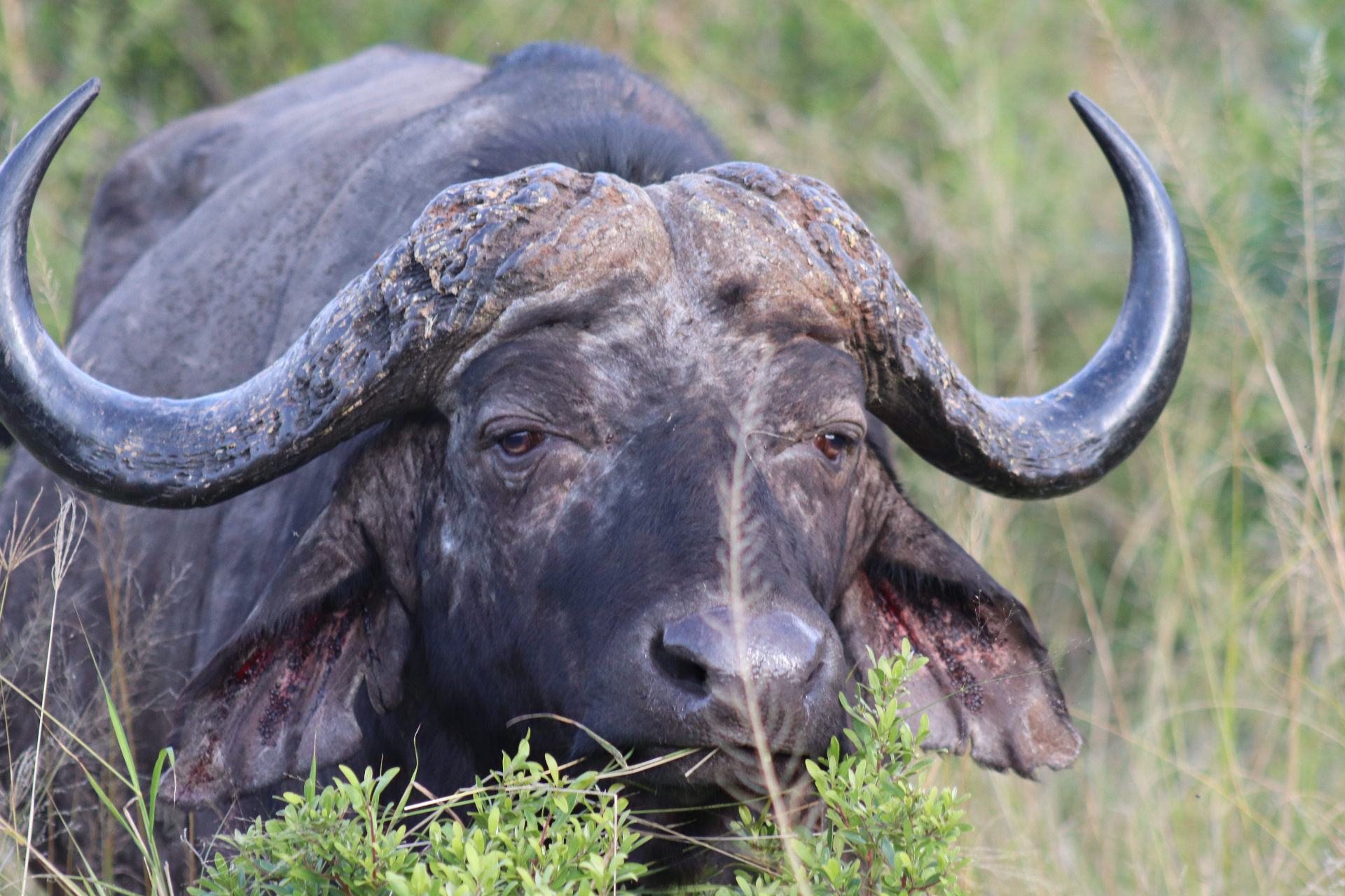Close buffalo portrait framed by grass.