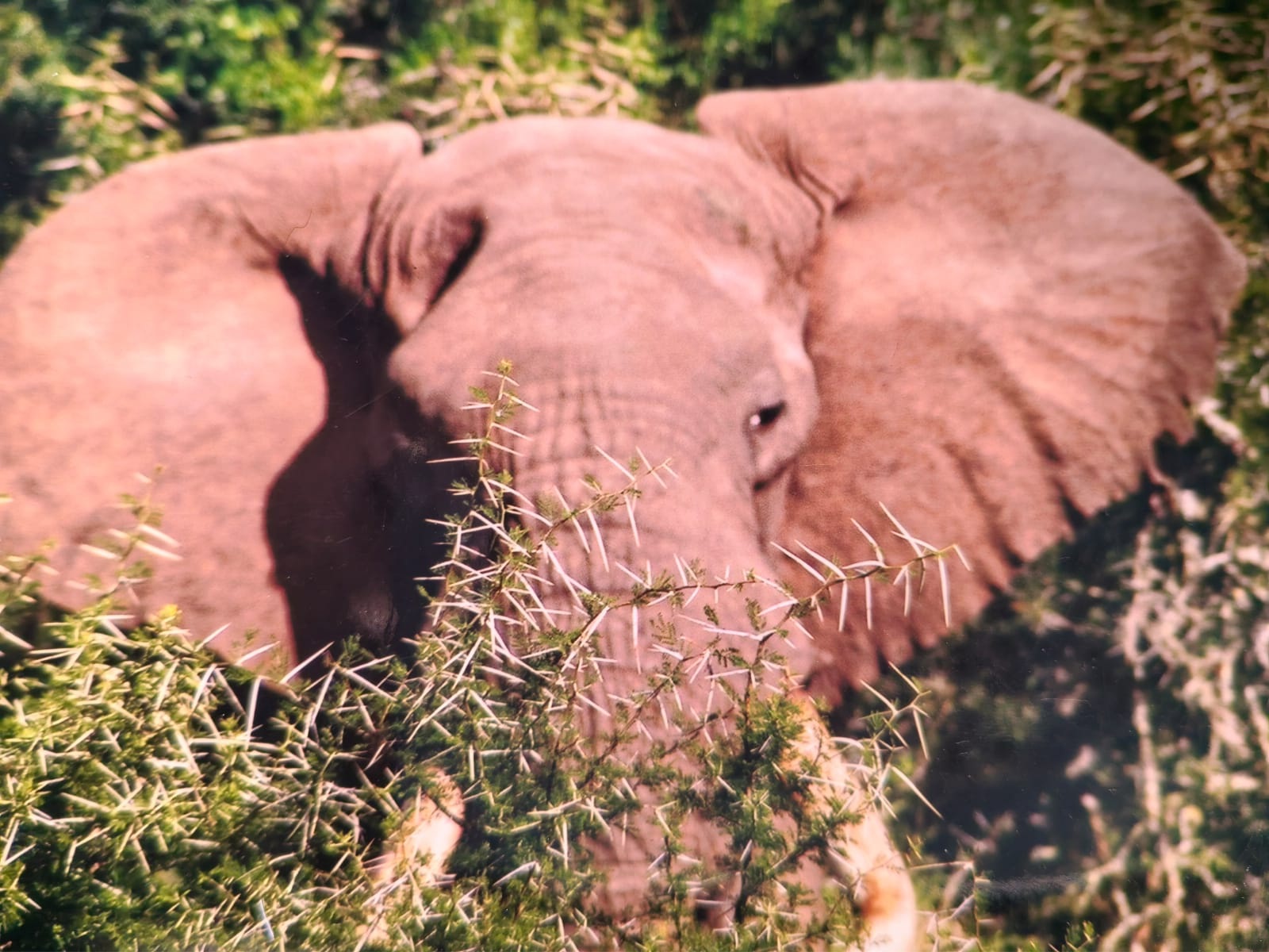 Elephant framed by thorn scrub in the bushveld.
