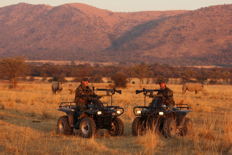 Armed rangers on quad bikes patrolling at dusk with white rhino in the background.