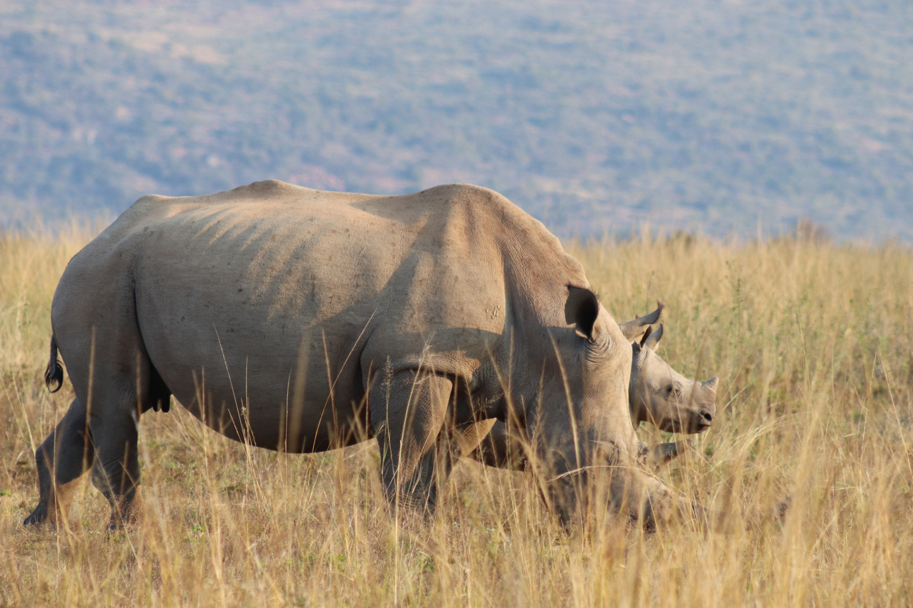 African bushveld at golden hour with grazing wildebeest and zebra.